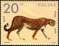 (1972-022) Марка Польша "Гепард"    Животные из зоопарка III Θ